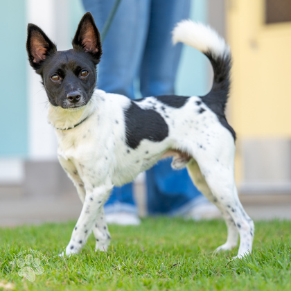 Sonny Angel, an adoptable Mixed Breed in Honolulu, HI, 96826 | Photo Image 3