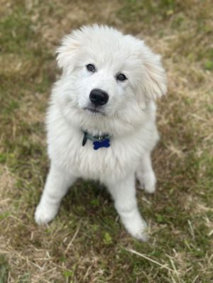 Jelly Bean Great Pyrenees Dog