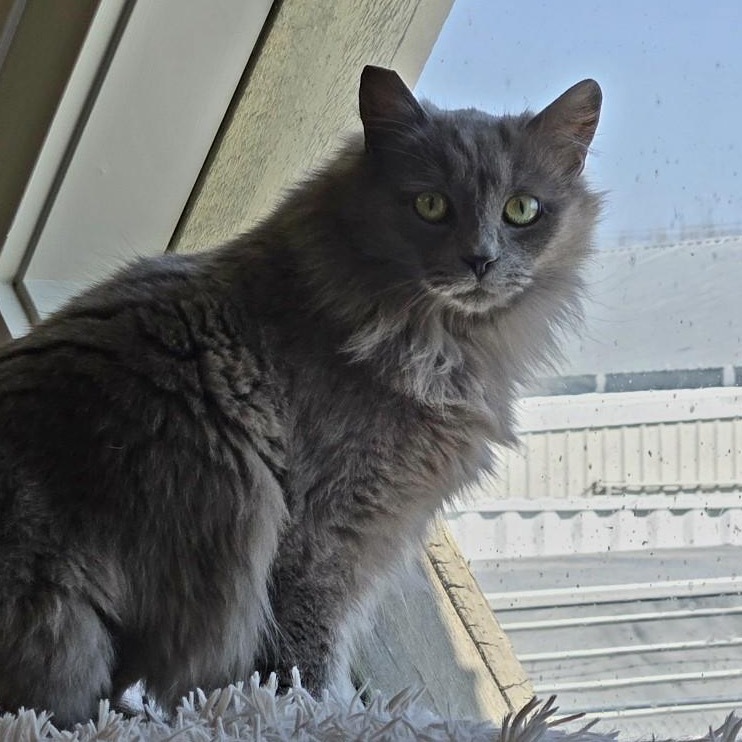 Smokie, an adoptable Domestic Long Hair in Baker City, OR, 97814 | Photo Image 1