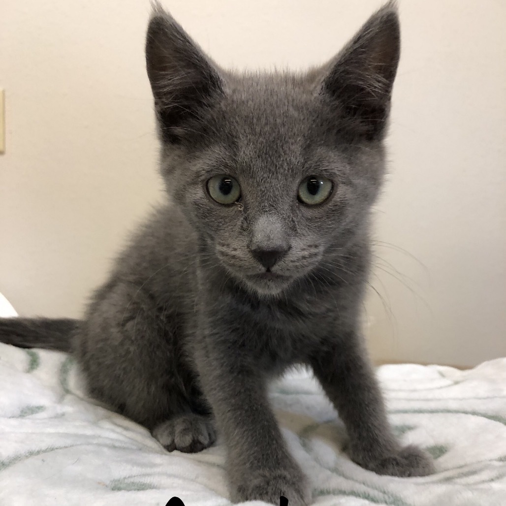 Archie, an adoptable Domestic Short Hair in Baker City, OR, 97814 | Photo Image 1
