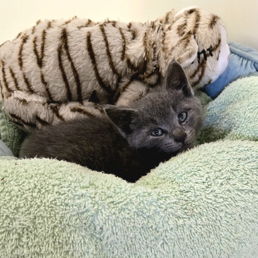 Archie, an adoptable Domestic Short Hair in Baker City, OR, 97814 | Photo Image 2
