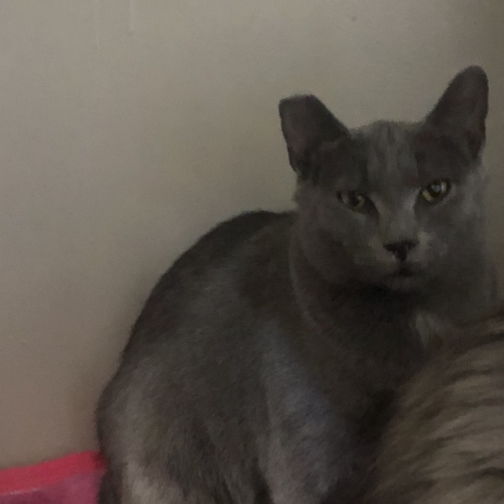 Lil Smokie, an adoptable Domestic Short Hair in Baker City, OR, 97814 | Photo Image 1