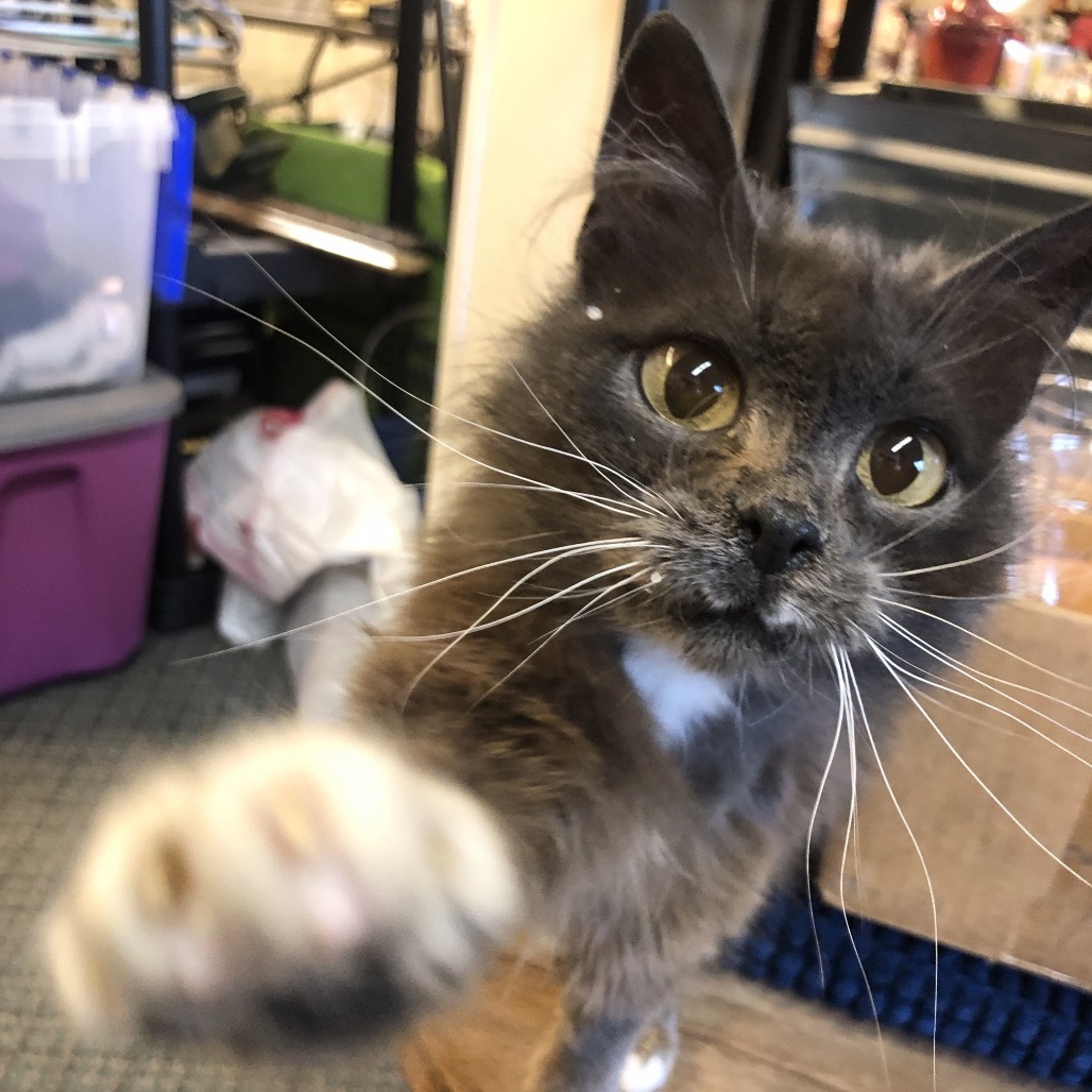 Marge, an adoptable Domestic Medium Hair in Baker City, OR, 97814 | Photo Image 1