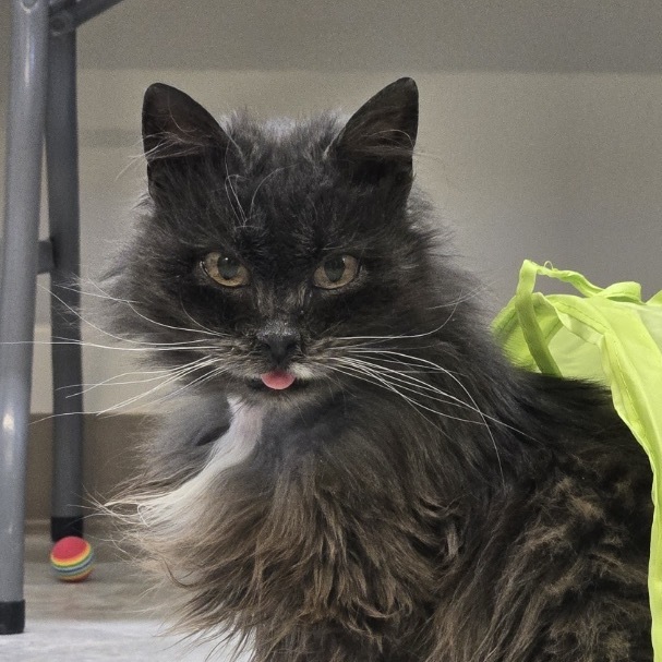 Marge, an adoptable Domestic Medium Hair in Baker City, OR, 97814 | Photo Image 2