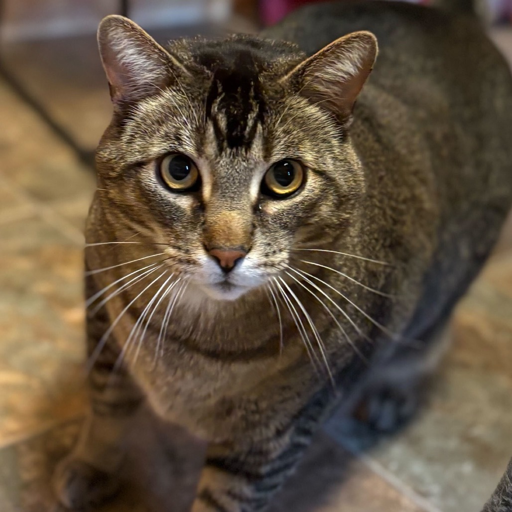 Rex, an adoptable Domestic Short Hair in Lander, WY, 82520 | Photo Image 1