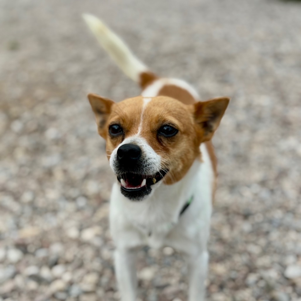 Rigby, an adoptable Rat Terrier, Chihuahua in Lander, WY, 82520 | Photo Image 1