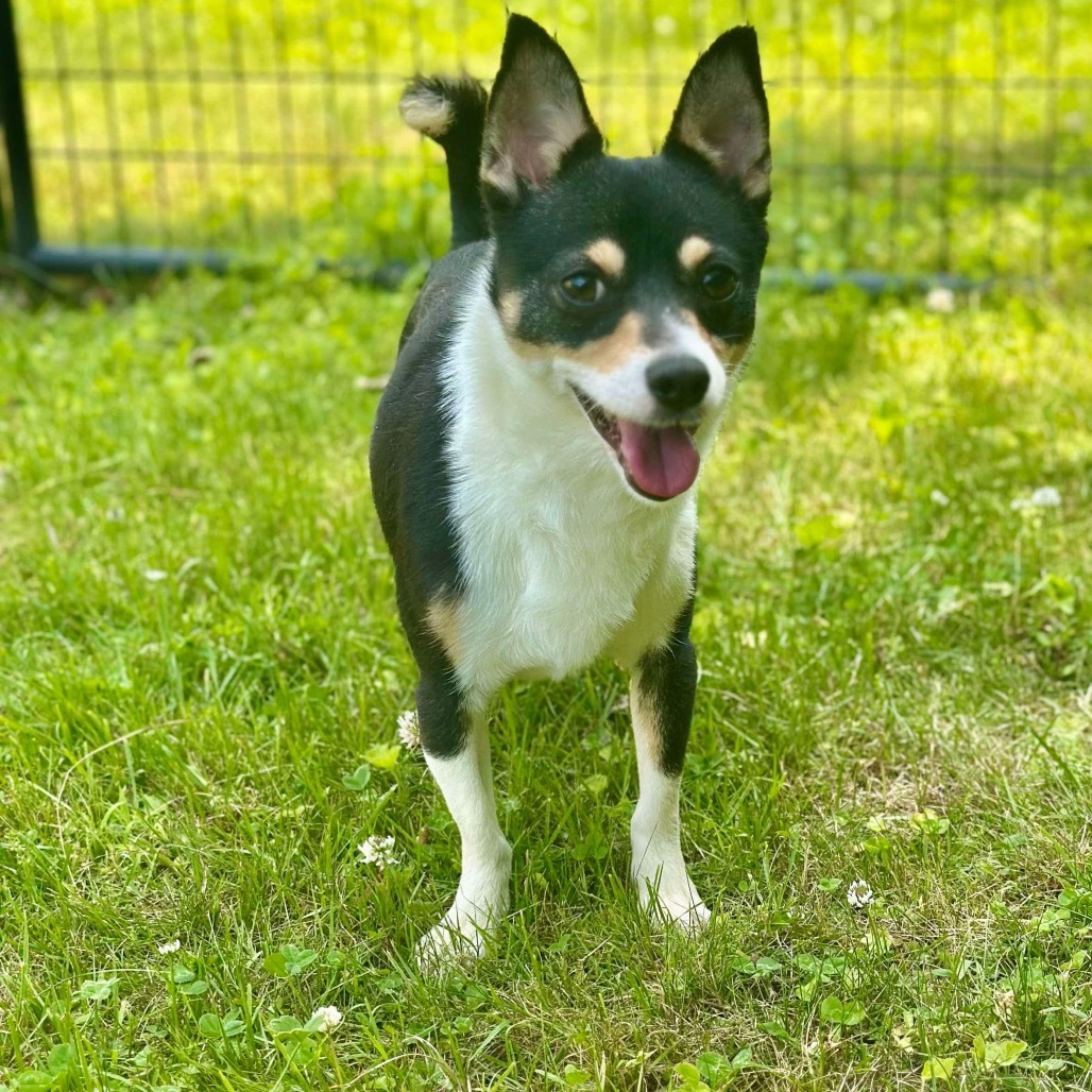 Dodger Corgi Chi