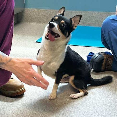 Dodger Corgi Chi