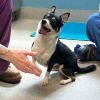 Dodger Corgi Chi photo 2