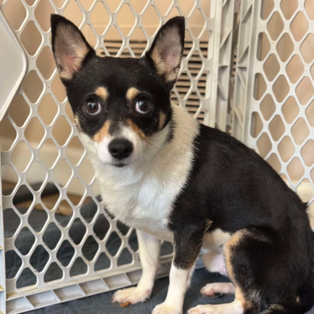 Dodger Corgi Chi