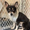 Dodger Corgi Chi photo 3