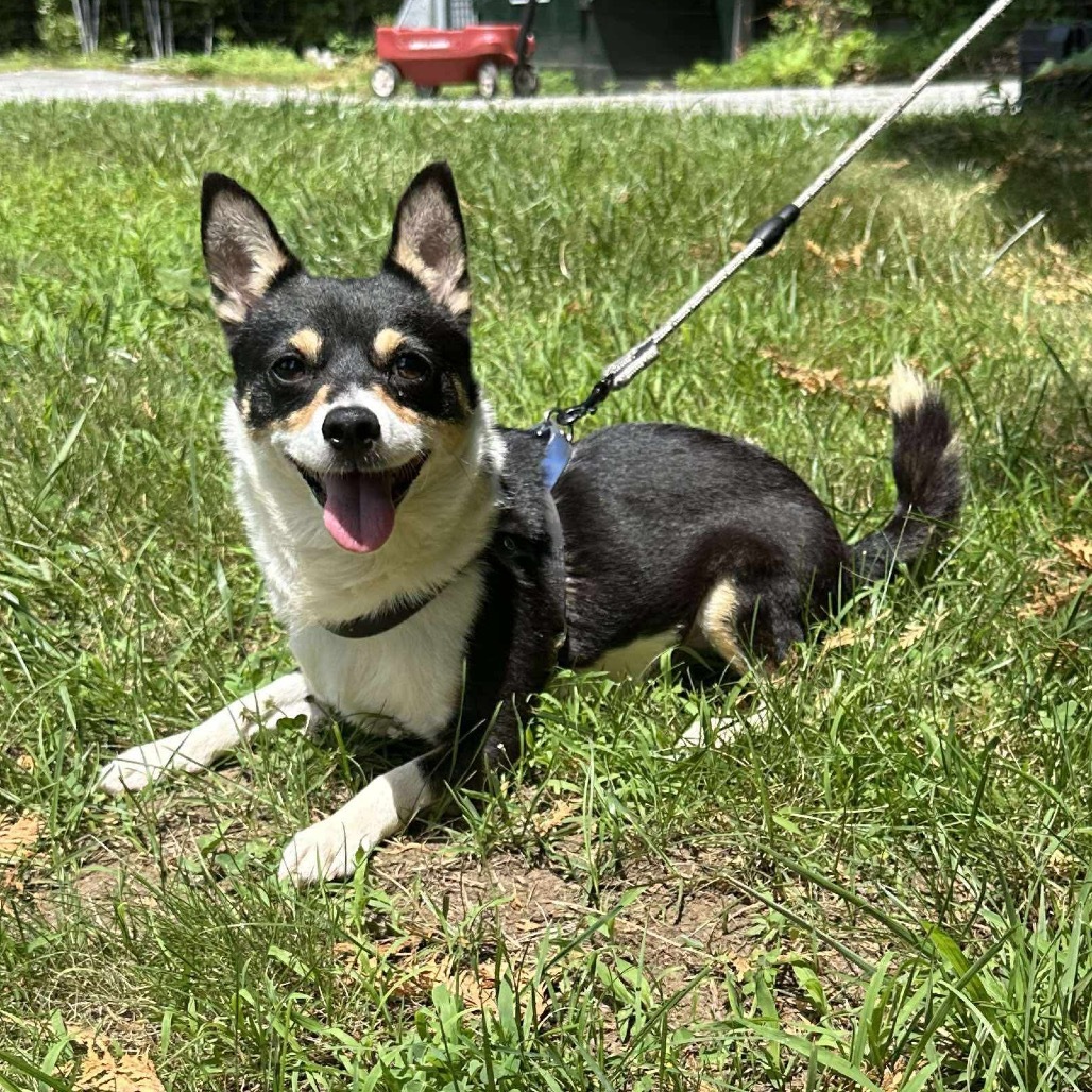 Dodger Corgi Chi