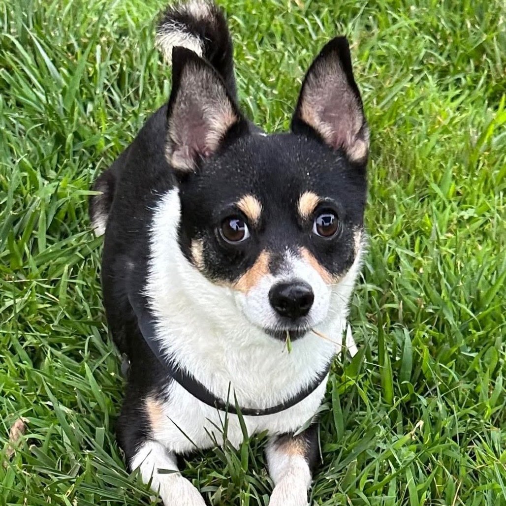Dodger Corgi Chi