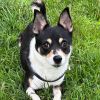 Dodger Corgi Chi photo 6
