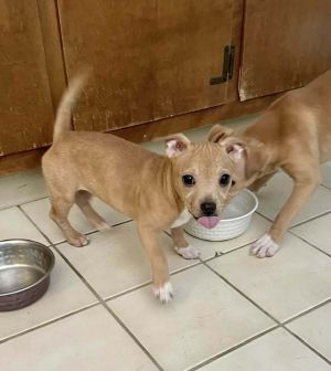 Jade (AL) Chihuahua Dog
