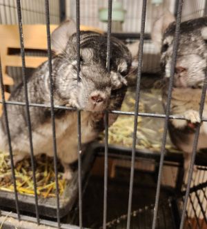 Tsunami, Adult Male Chinchilla