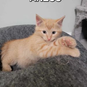 Anzus, Baby Male Domestic Short Hair