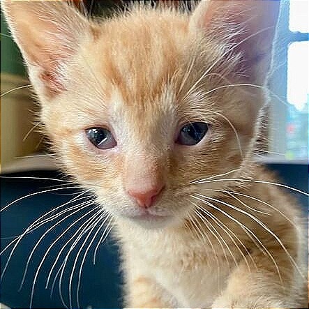 Cheezit