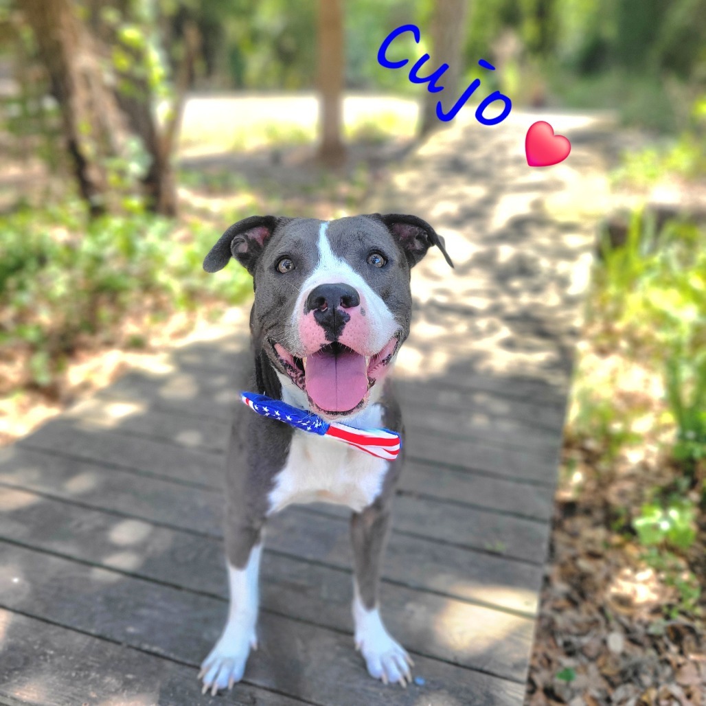 Cujo