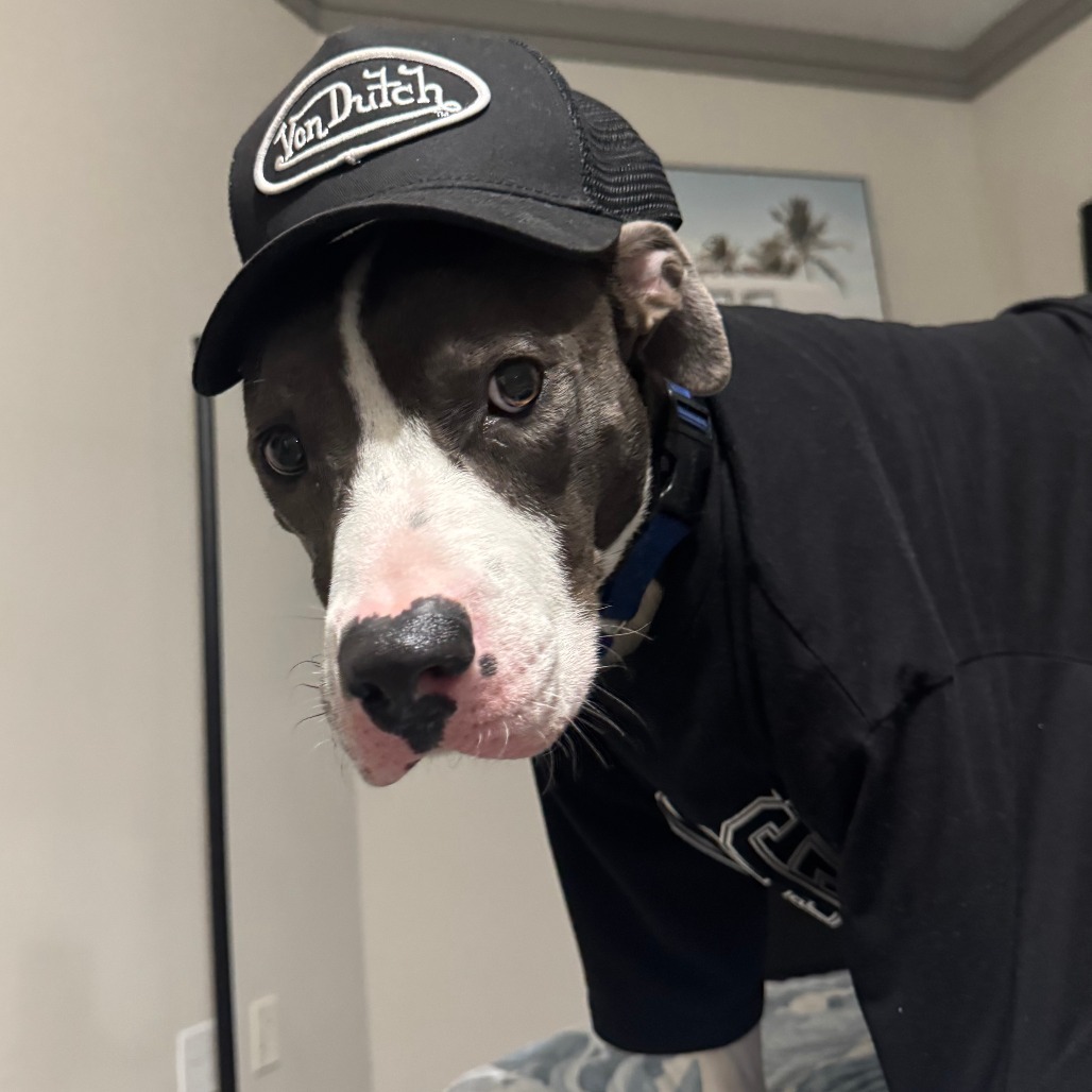 Cujo