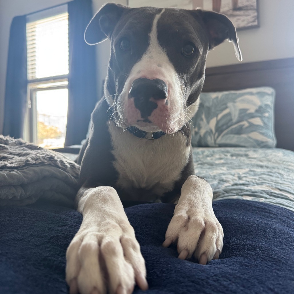 Cujo