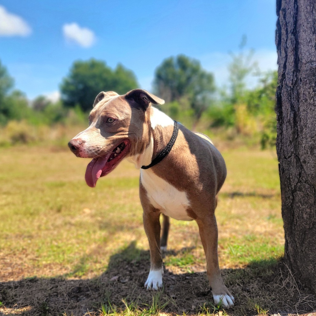 Remmy
