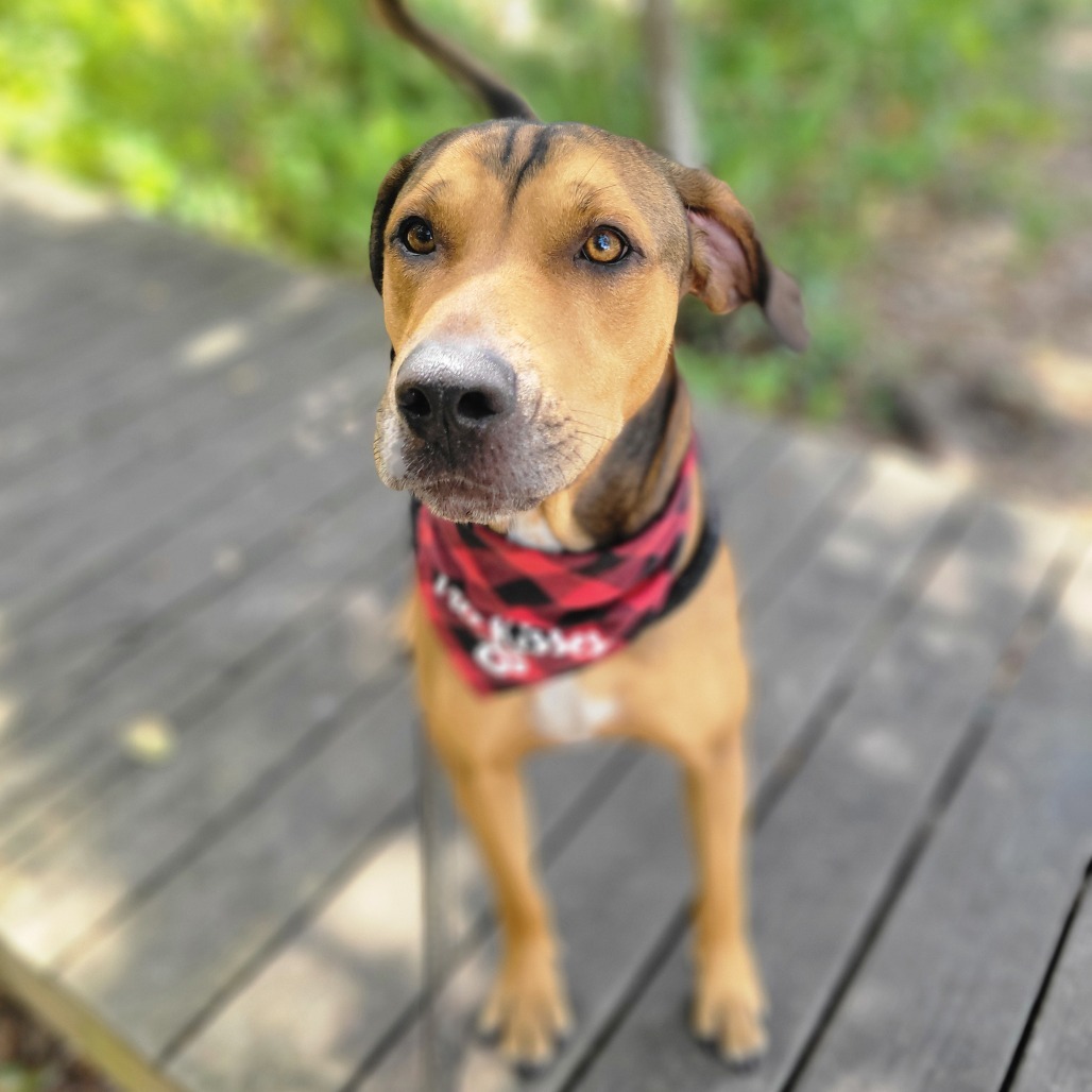 Scrappy