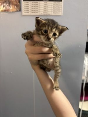 Evian [Foster - Pink] Domestic Short Hair Cat