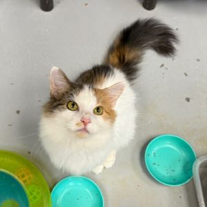 Stella, Young Female unknown