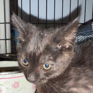 Primm, Baby Female Domestic Medium Hair