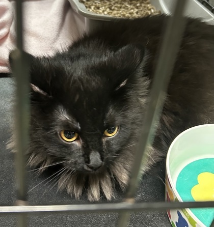 Salem