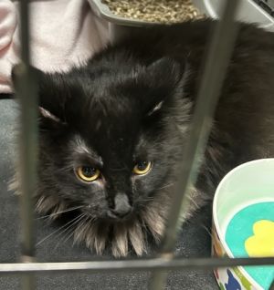 Salem, Young Female unknown