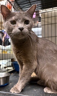 Stardust, Adult Female Domestic Short Hair