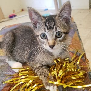 BC, Baby Male Domestic Short Hair