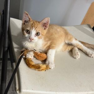 JC Gucci, Baby Male Domestic Short Hair