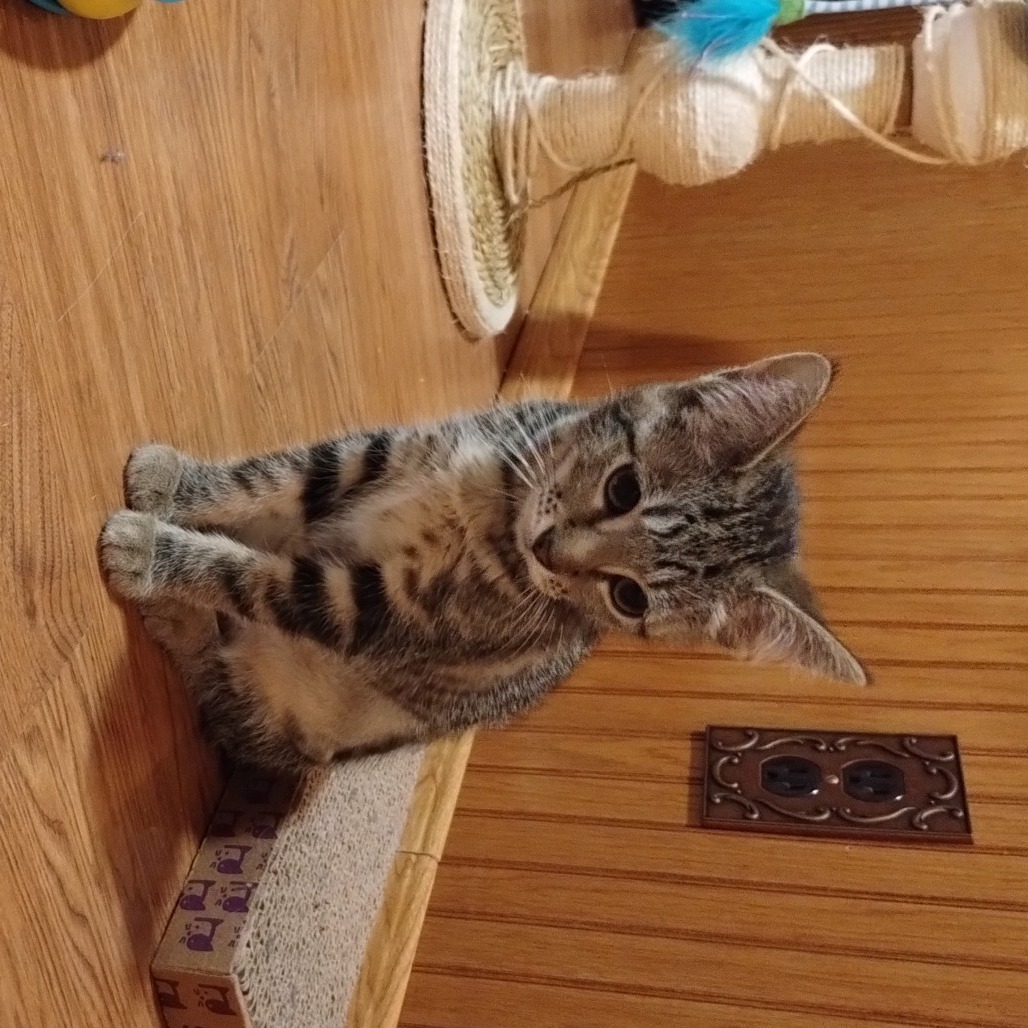 Ozzie