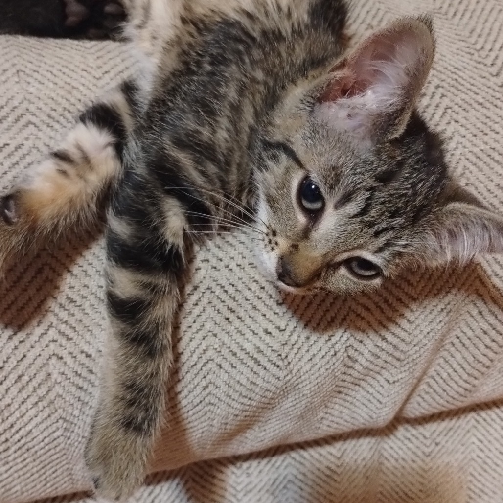 Ozzie