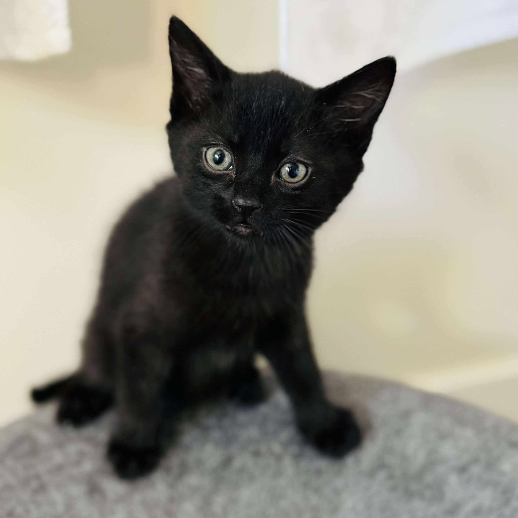 Binx 2