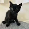 Binx 2 photo 1