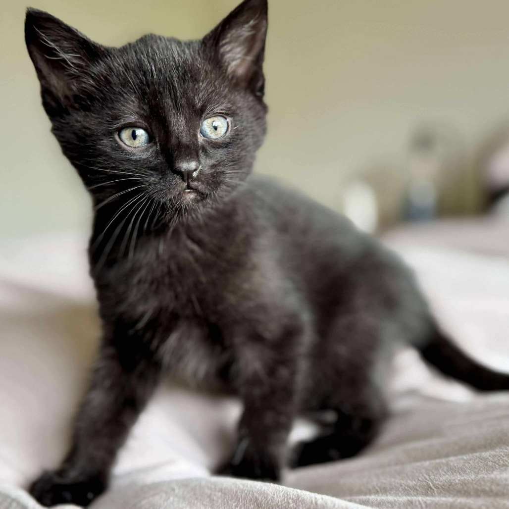Binx 2