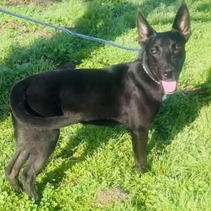Ozzy Pawsbourne Shepherd Dog
