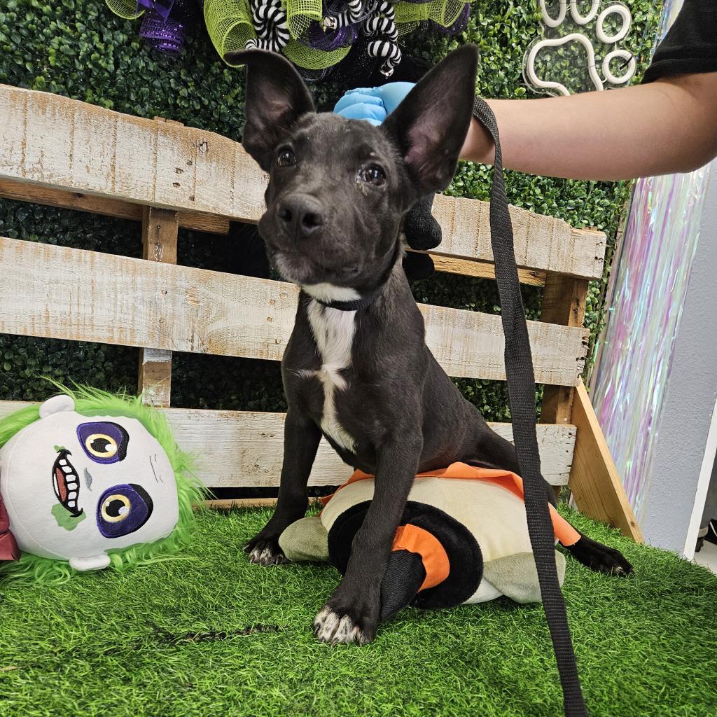Ozzy Pawsbourne