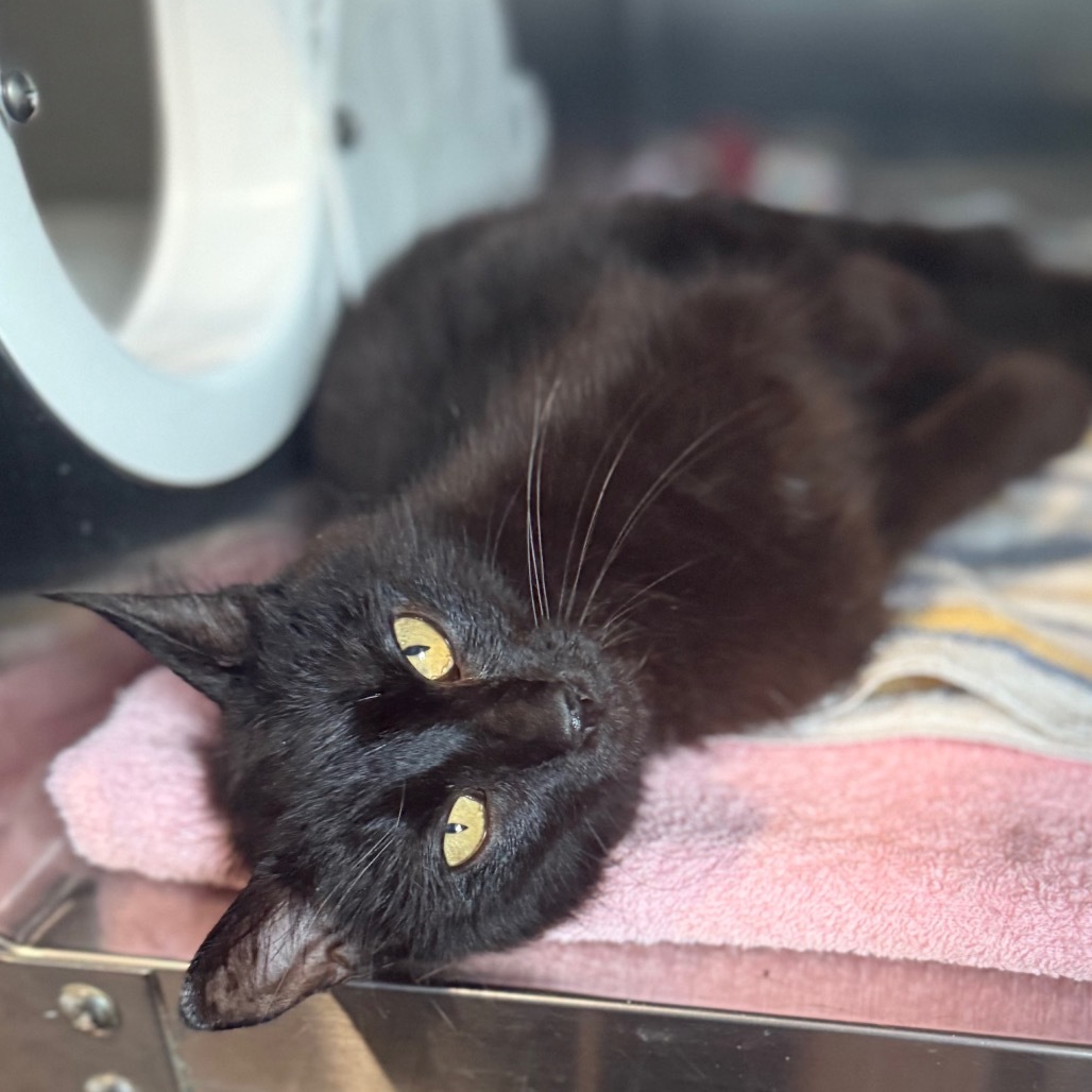 Sabrina is at PetSmart in Grand Junction