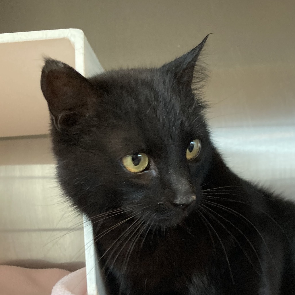 Sabrina is at PetSmart in Grand Junction