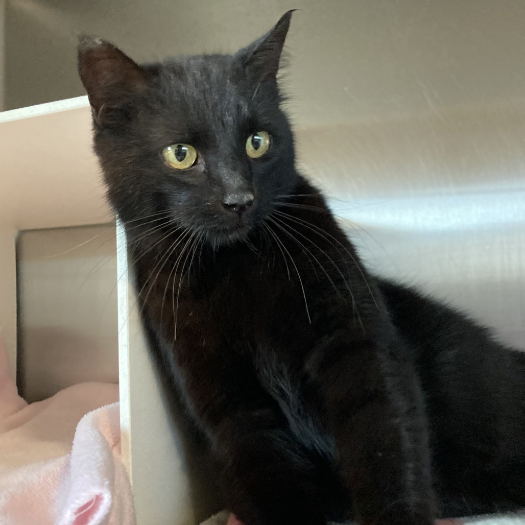 Sabrina is at PetSmart in Grand Junction