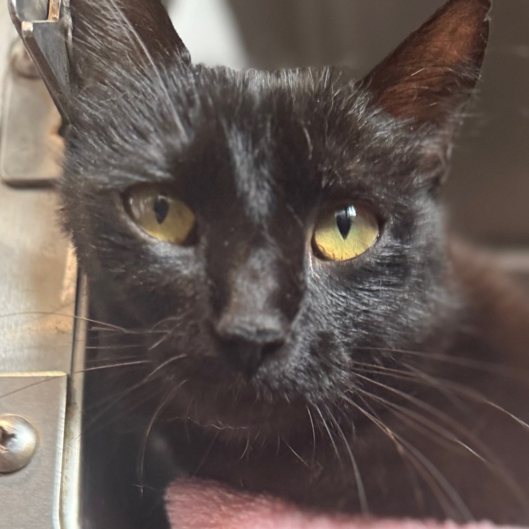 Sabrina is at PetSmart in Grand Junction
