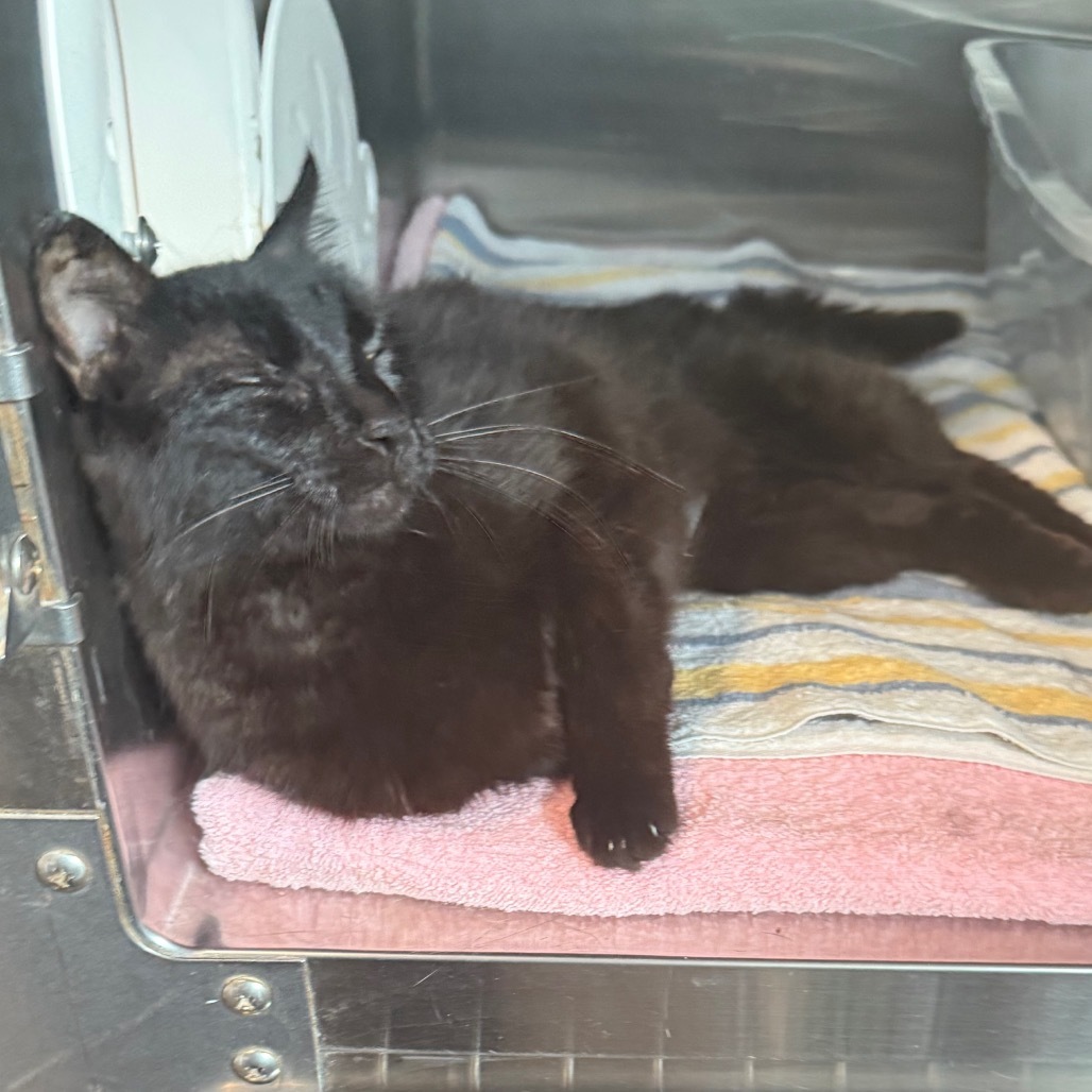 Sabrina is at PetSmart in Grand Junction