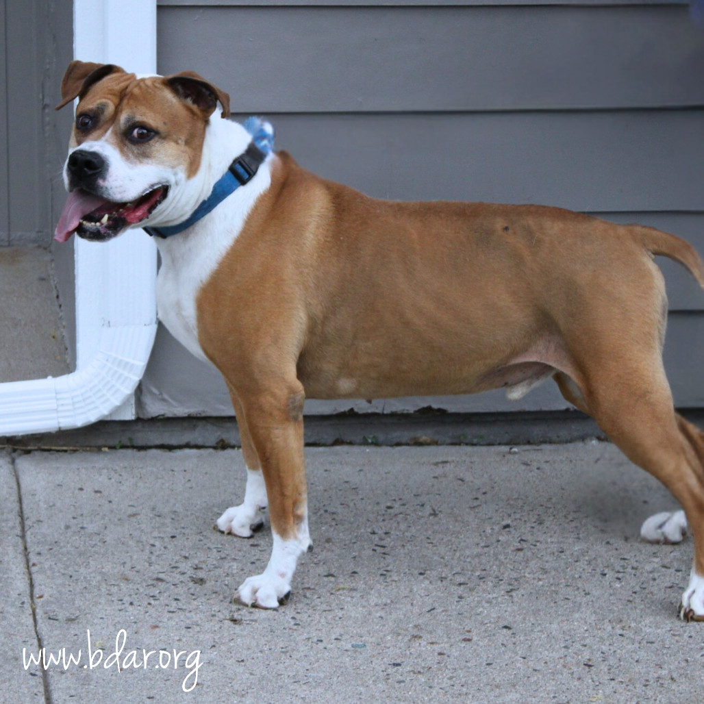 King, an adoptable Pit Bull Terrier, Mixed Breed in Cheyenne, WY, 82009 | Photo Image 1