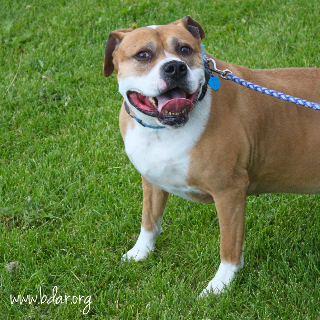 King, an adoptable Pit Bull Terrier, Mixed Breed in Cheyenne, WY, 82009 | Photo Image 2