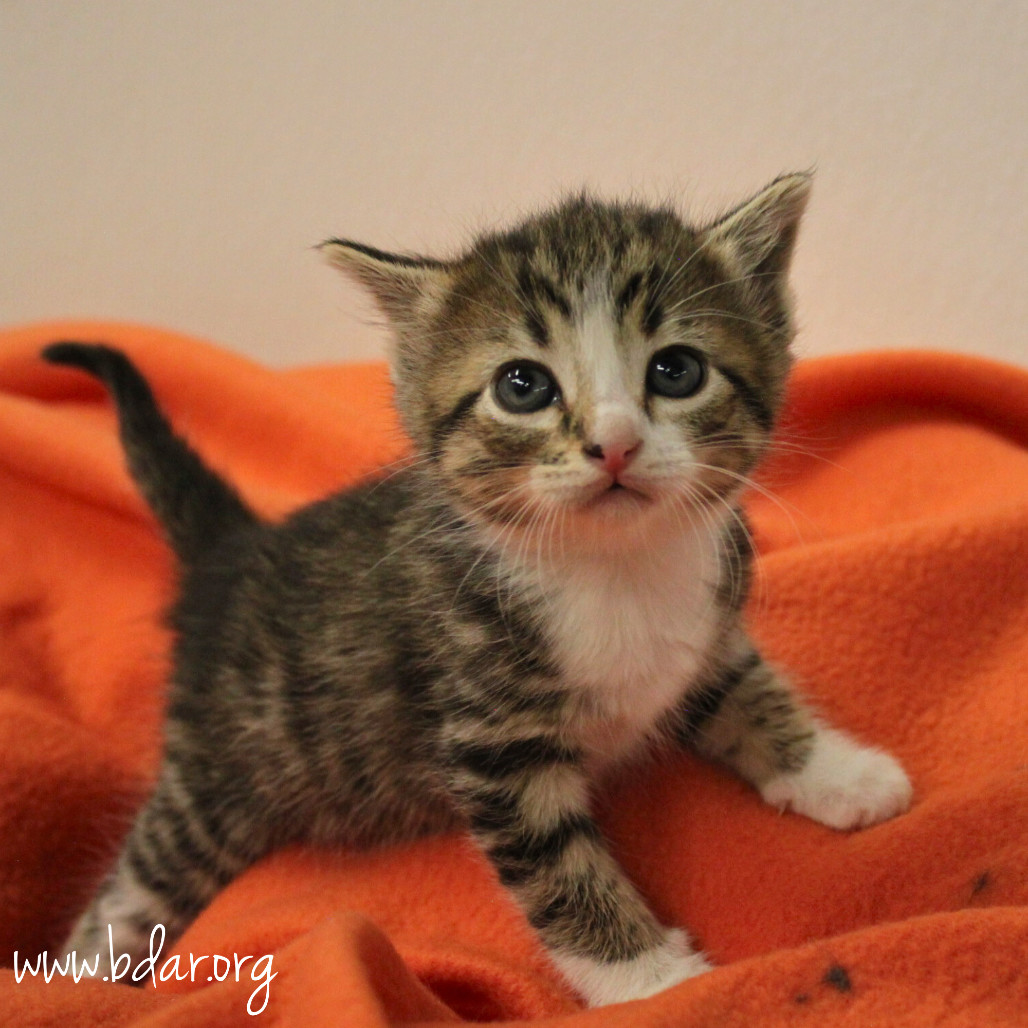 Monica, an adoptable Domestic Short Hair in Cheyenne, WY, 82009 | Photo Image 1